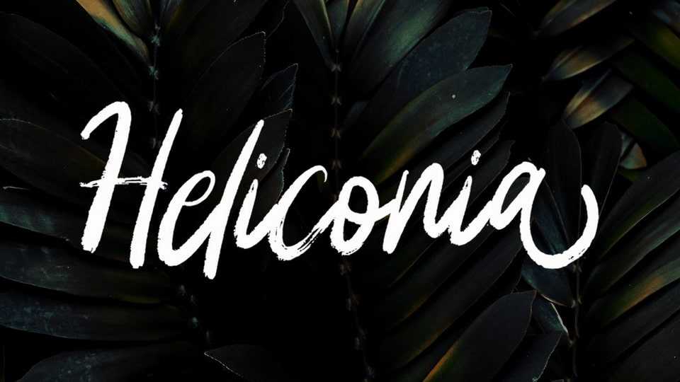 Heliconia Font › Fontesk