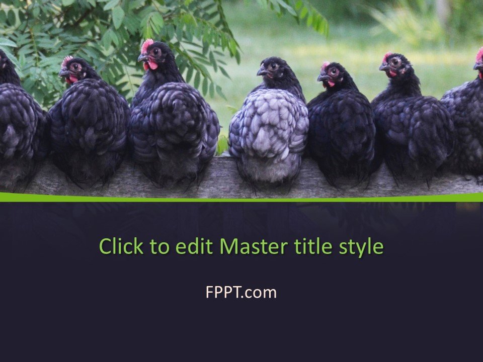Hens PowerPoint Template