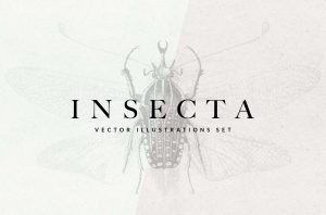 Insects Vector Illustrations - Insecta