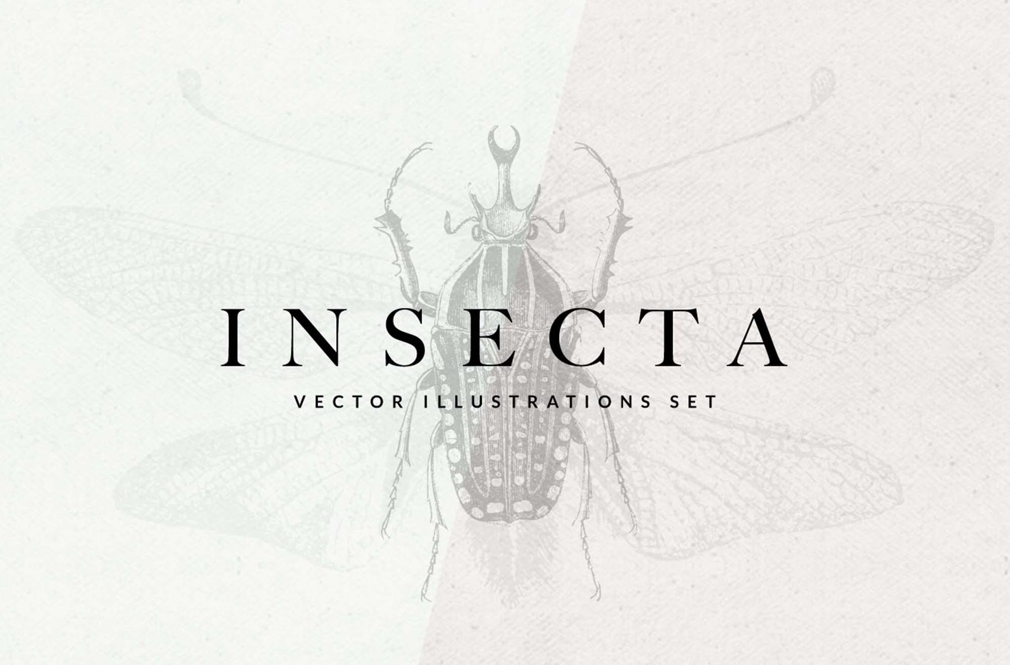 Insects Vector Illustrations - Insecta