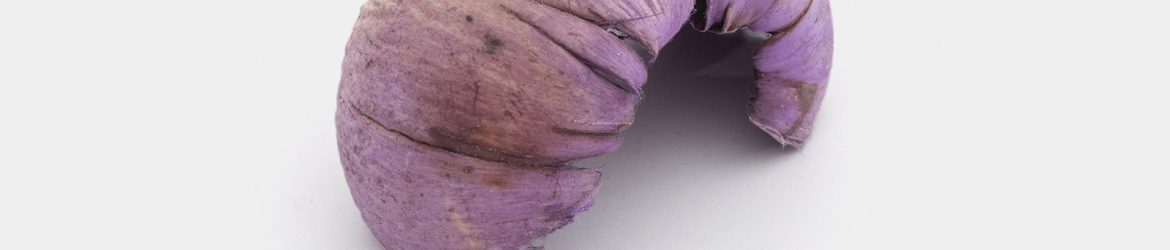 Isolated dried plant