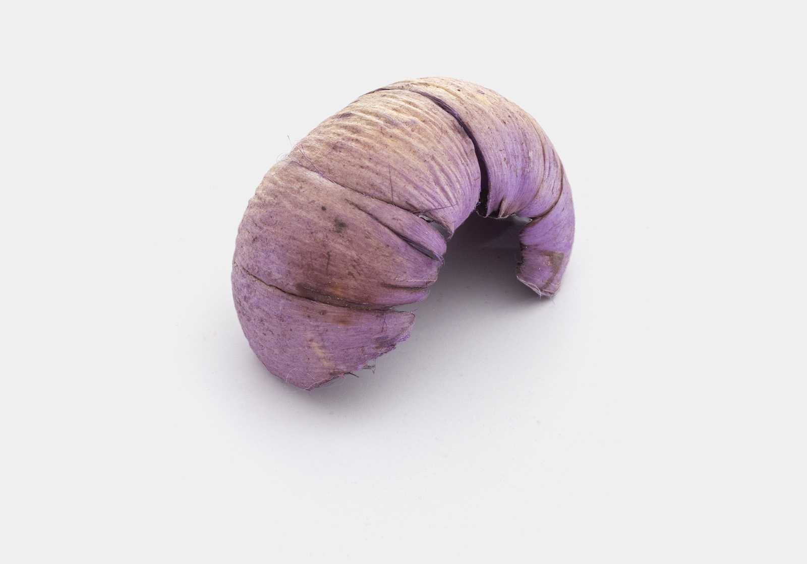 Isolated dried plant