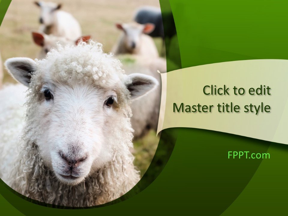 Lamb PowerPoint Template