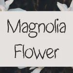 Magnolia Flower Script Font