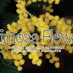 Mimosa Flower Display Font - Fonte Grátis Mimosa Flower Display Font