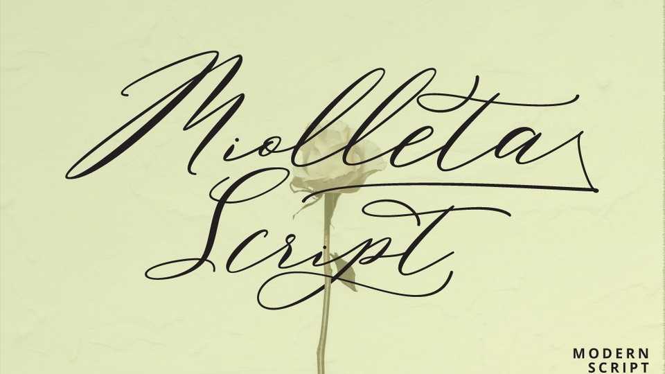 Miolleta Script Font › Fontesk
