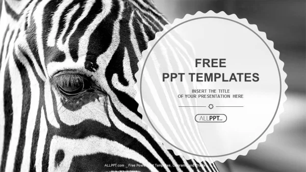 Monochromatic image of a the face of a zebra close up PowerPoint Templates