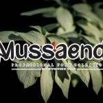 Mussaenda Script Font - Fonte Grátis Mussaenda Script Font