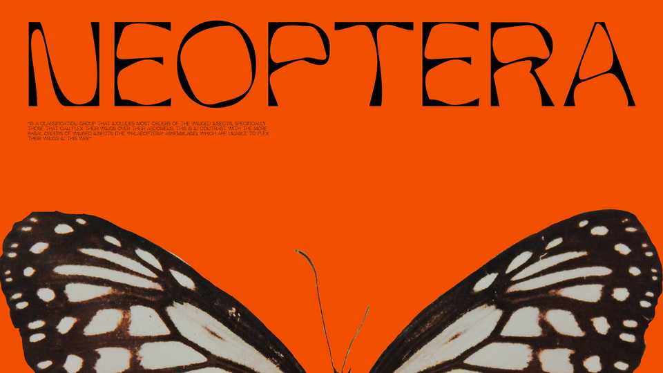 Neoptera Font › Fontesk