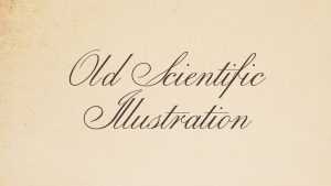 Old Scientific Illustration Font › Fontesk