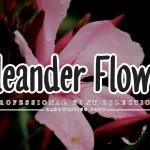 Oleander Flower Script Font - Fonte Grátis Oleander Flower Script Font