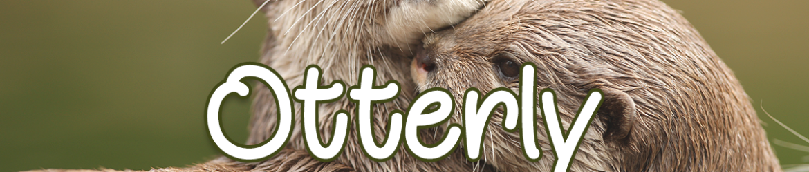 Otterly Adorable Script Font