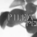 Plantasia Pilea Peper Font › Fontesk