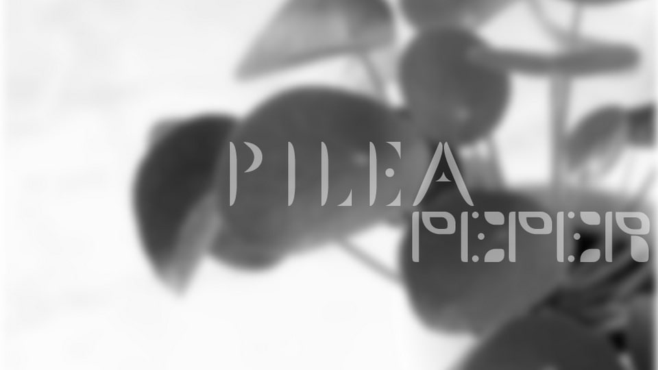 Plantasia Pilea Peper Font › Fontesk
