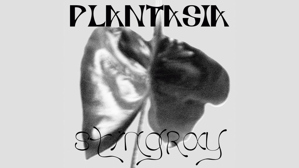 Plantasia Stingray Font › Fontesk