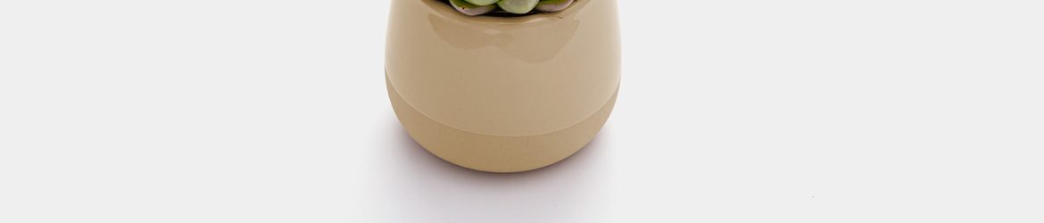 Pot in plant mockup