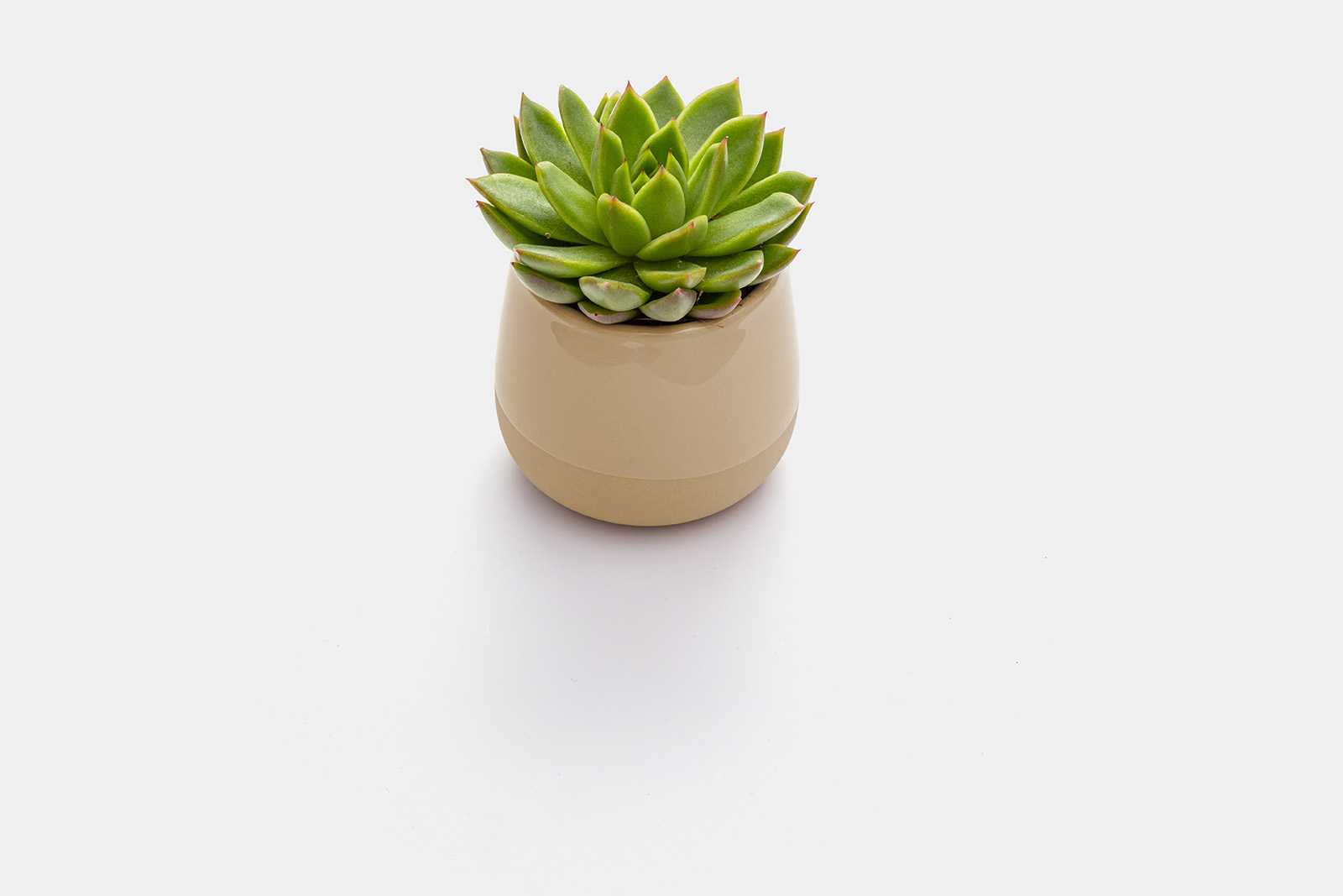 Pot in plant mockup