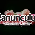 Ranunculus Flower Handwritten Font