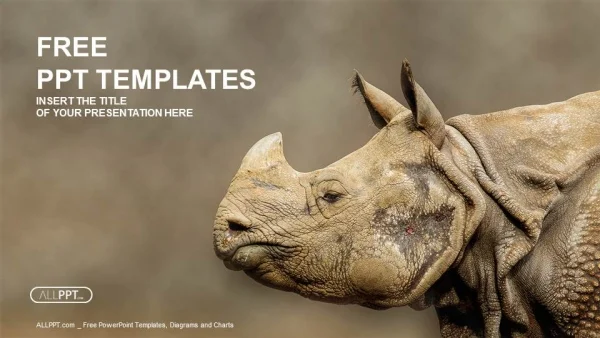 Rhino, Rhinoceros head shot PowerPoint Templates