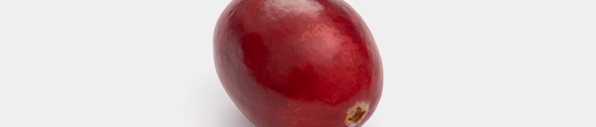 Single cranberry image