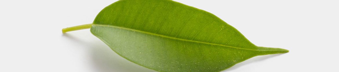 Single leaf graphic