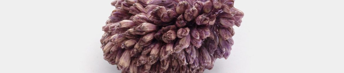 Small dried plant