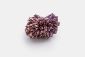 Small dried plant