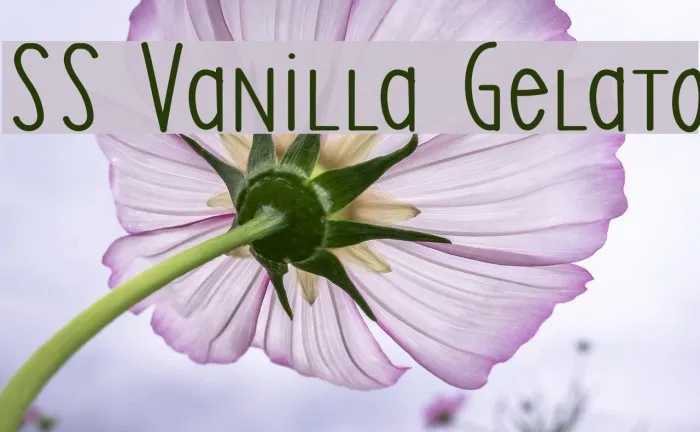 SS Vanilla Gelato Font
