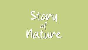 Story of Nature Font › Fontesk