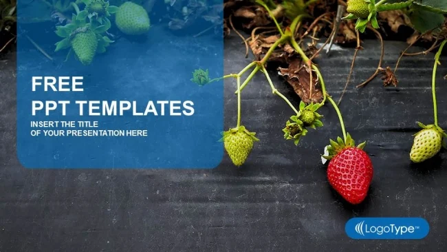 Strawberry field PowerPoint Templates