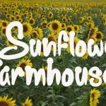 Sunflower Farmhouse Display Font