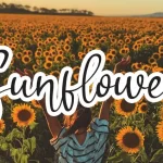 Sunflower Handwritten Font - Fonte Grátis Sunflower Handwritten Font