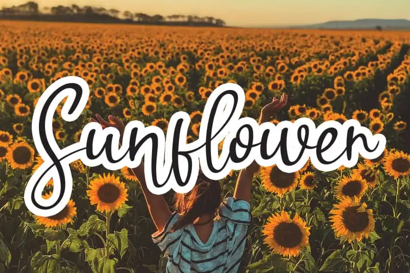 Sunflower Handwritten Font