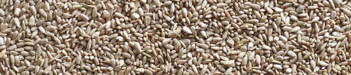 Sunflower Seeds Texture