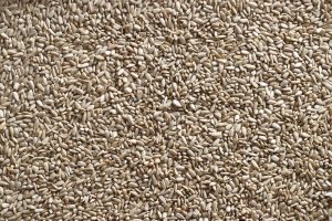 Sunflower Seeds Texture