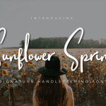 Sunflower Spring Script Font
