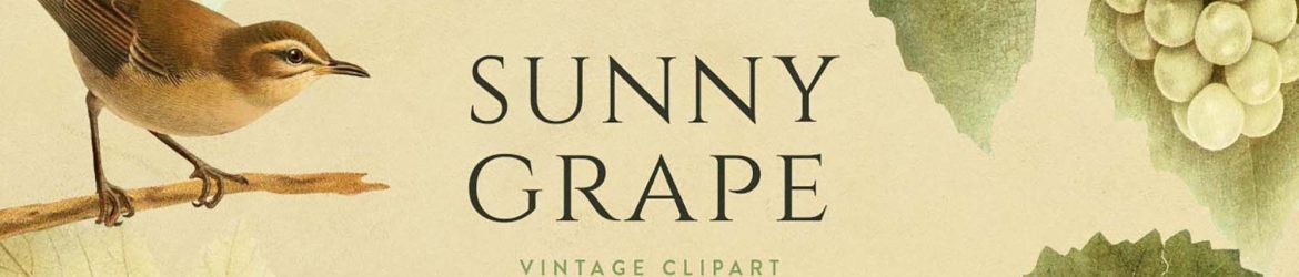 Sunny Grape Vintage Clipart (PNG)