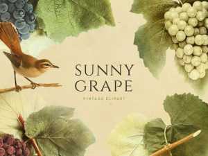 Sunny Grape Vintage Clipart (PNG)