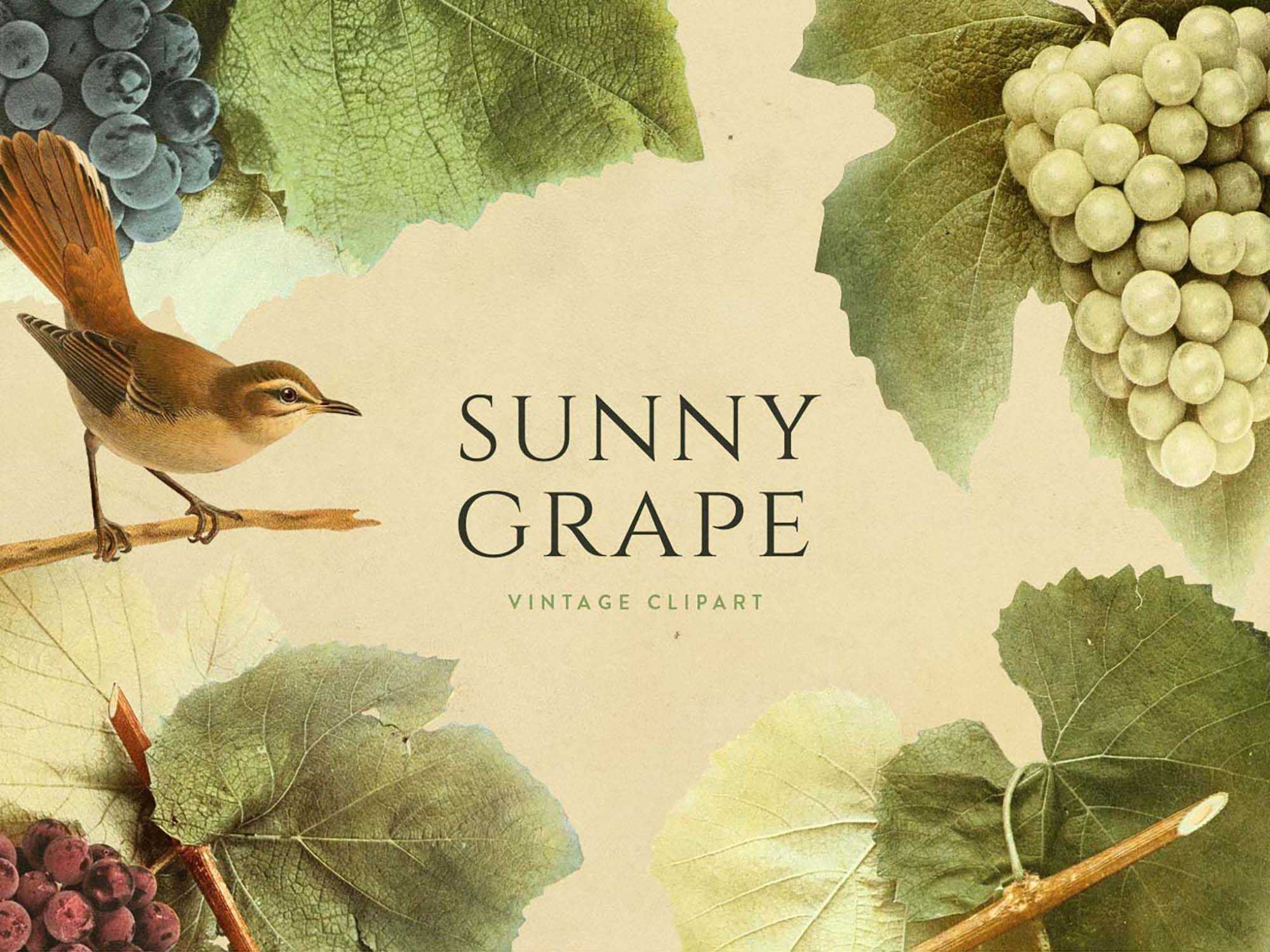 Sunny Grape Vintage Clipart (PNG)