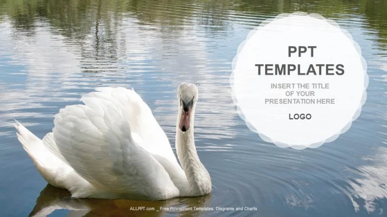 Swan-Nature PPT Templates