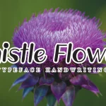 Thistle Flower Display Font - Fonte Grátis Thistle Flower Display Font