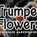 Trumpet Flowers Display Font - Fonte Grátis Trumpet Flowers Display Font
