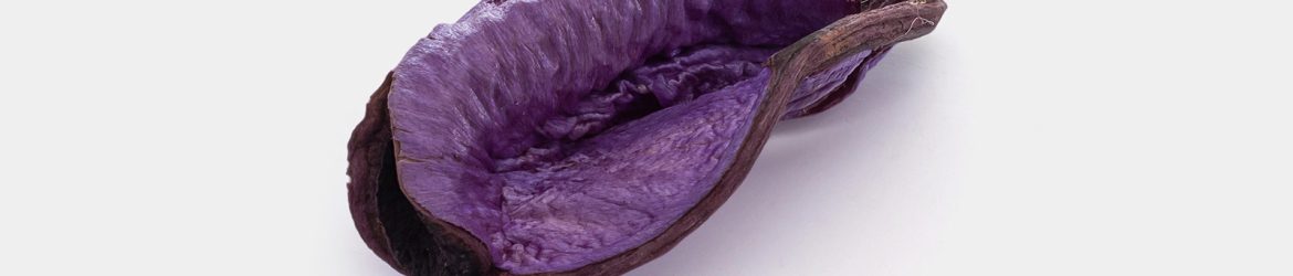Violet dried plant