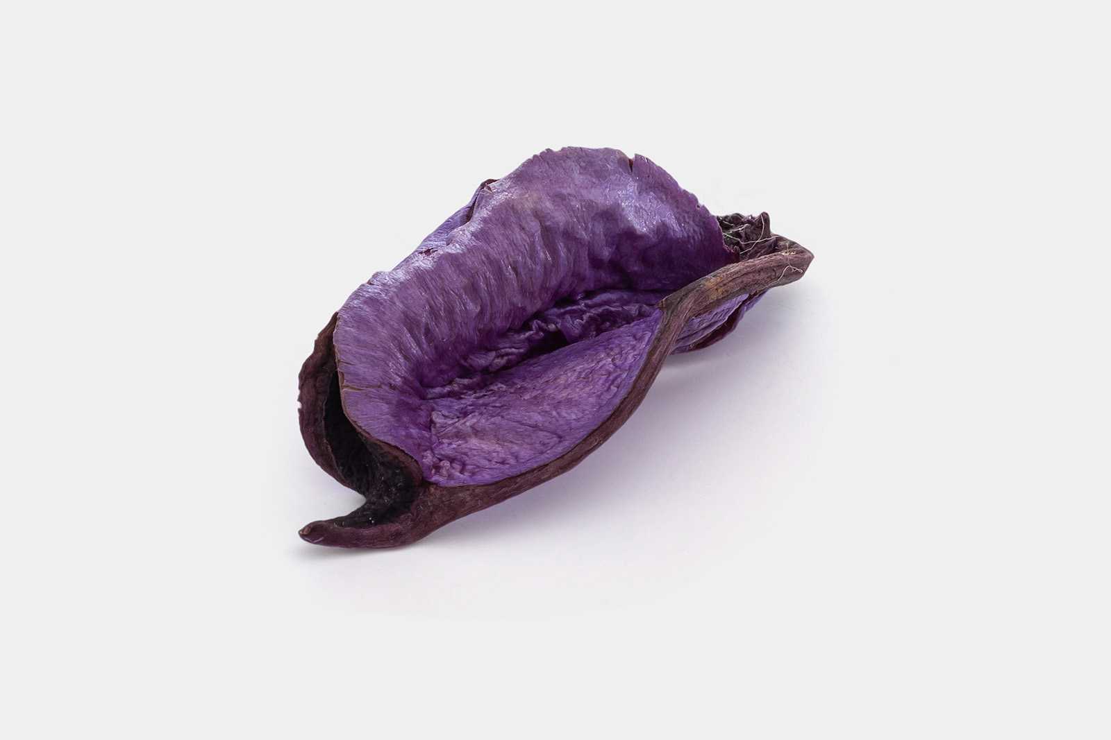Violet dried plant