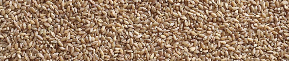 Whole Wheat Texture