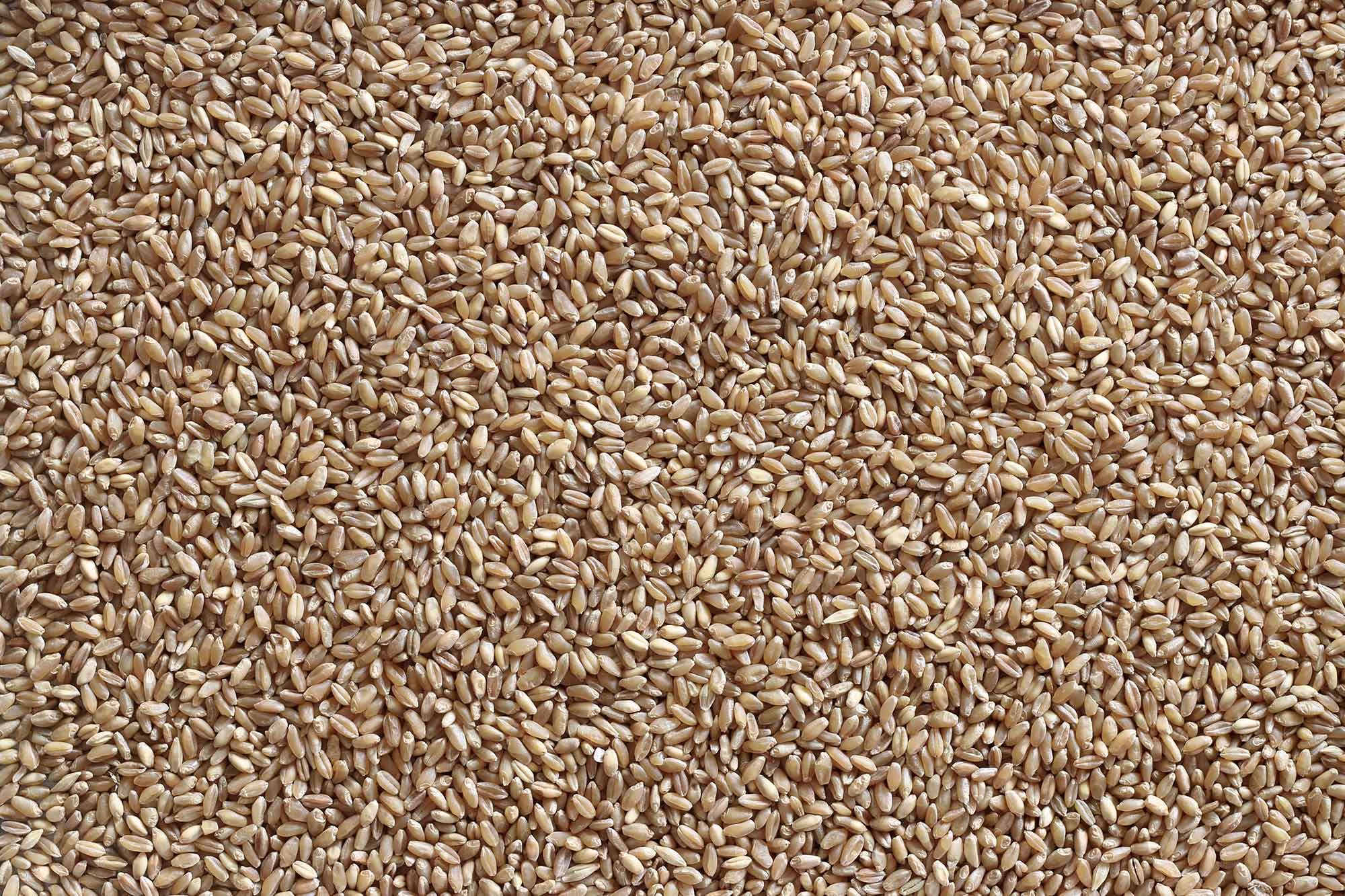 Whole Wheat Texture
