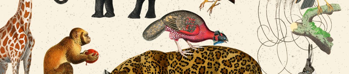 Wild Animal And Fantastic Bird Illustrations