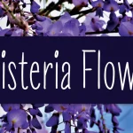 Wisteria Flower Handwritten Font - Fonte Grátis Wisteria Flower Handwritten Font