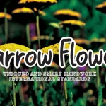 Yarrow Flower Script Font - Fonte Grátis Yarrow Flower Script Font