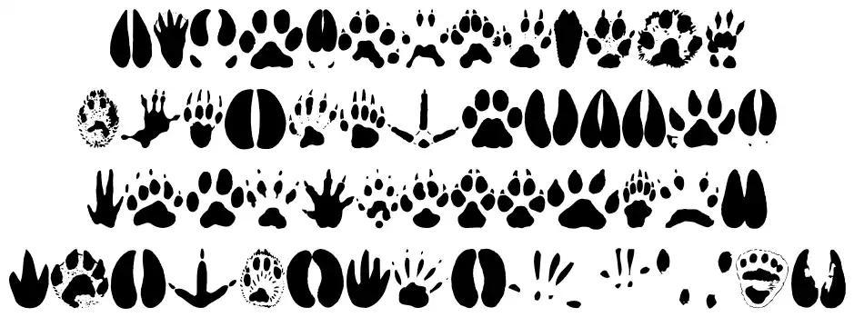 Animal Tracks